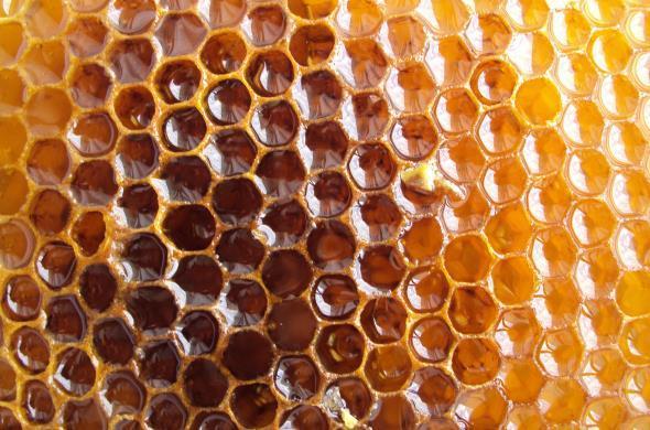 Продукты для иммунитета: Мёд
