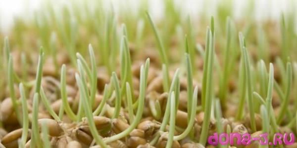 Польза и вред пророщенной пшеницы